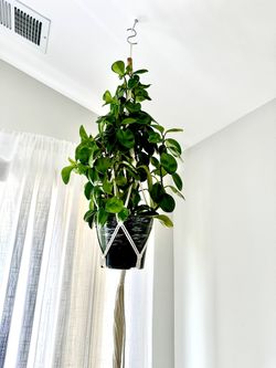 Hanging peperomia plant with macrame 25$price Is Firm!