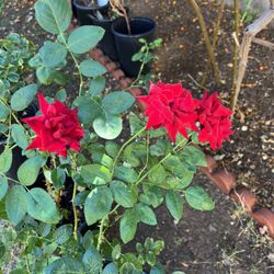 5 Gal Rose