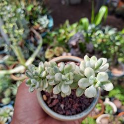 Korean Succulent 