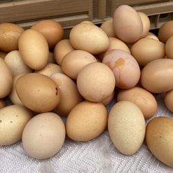 Free range chicken eggs