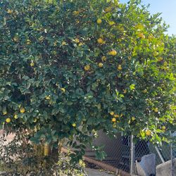 Tengo Más Limones En Venta