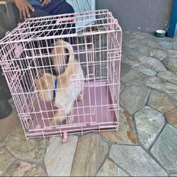 Sturdy Metal Dog Crates - Trustworthy and Safe give safe