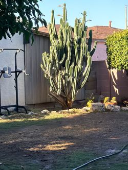 Cactus