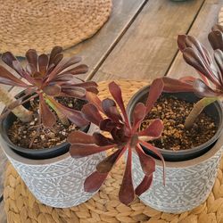 Aeonium succulent plants