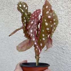 Beautiful Begonia Maculata Plant