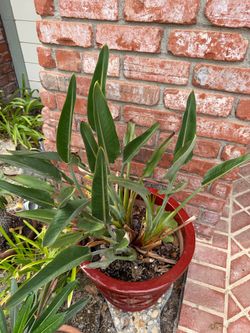 Mature Bird of Paradise in Large Red Ceramic Pot