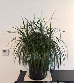 Green plant and pot