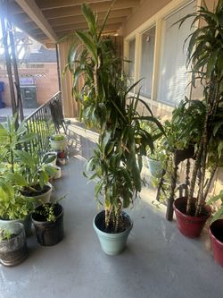 5 Feet Plants