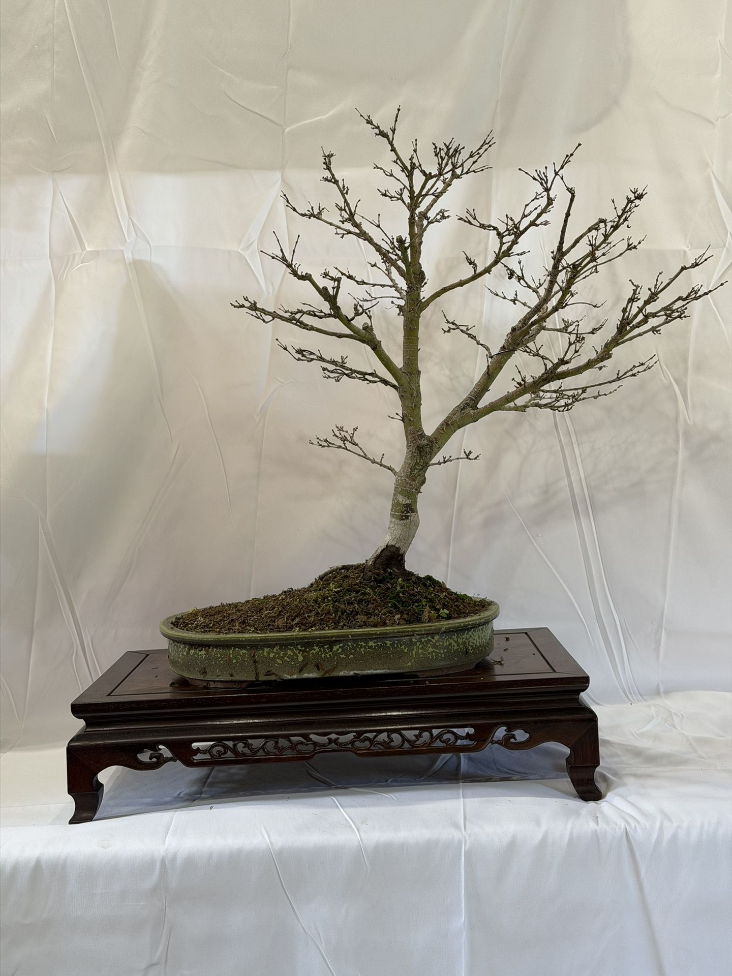 Bonsai Japanese Maple
