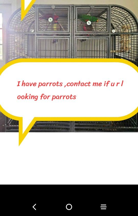 Parrot Cage  Bird Cage  Cage Bird Parrot 