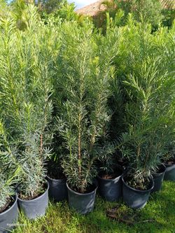 🌿🌿 Podocarpus 3gl 3ft $8
