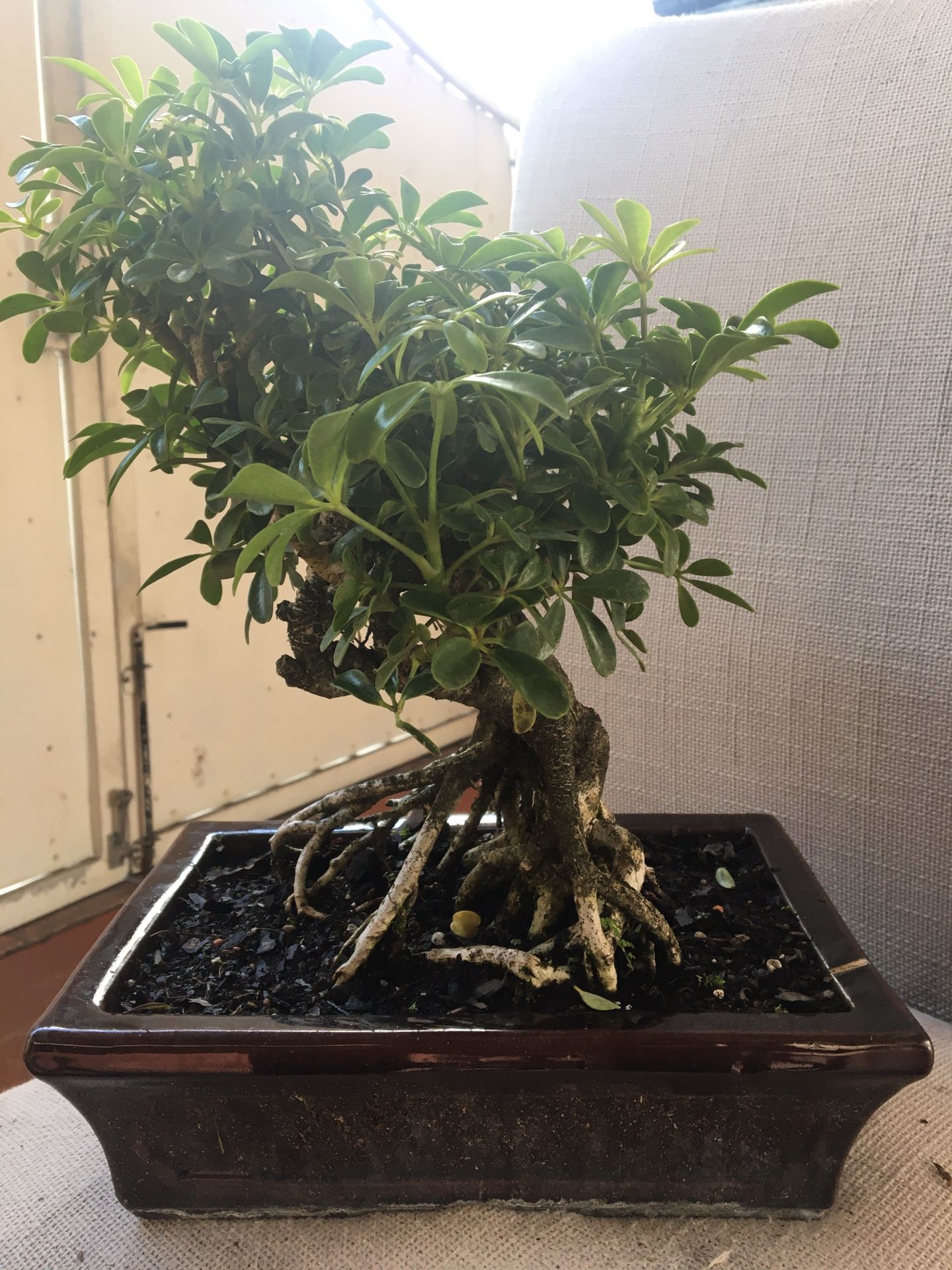 Bonsai