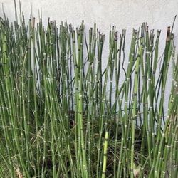 Bundle Of 3 x 1 Gallon Pots - Horsetail Plant Equisetum - Mini Bamboo - About 10 Reeds Each Gallon ranging from 12” to 40” tall. Rooted & Established 