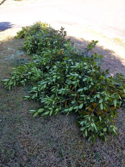 Free organically grown Bay (laurel) leaf