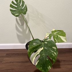 Monstera Thai Constellation
