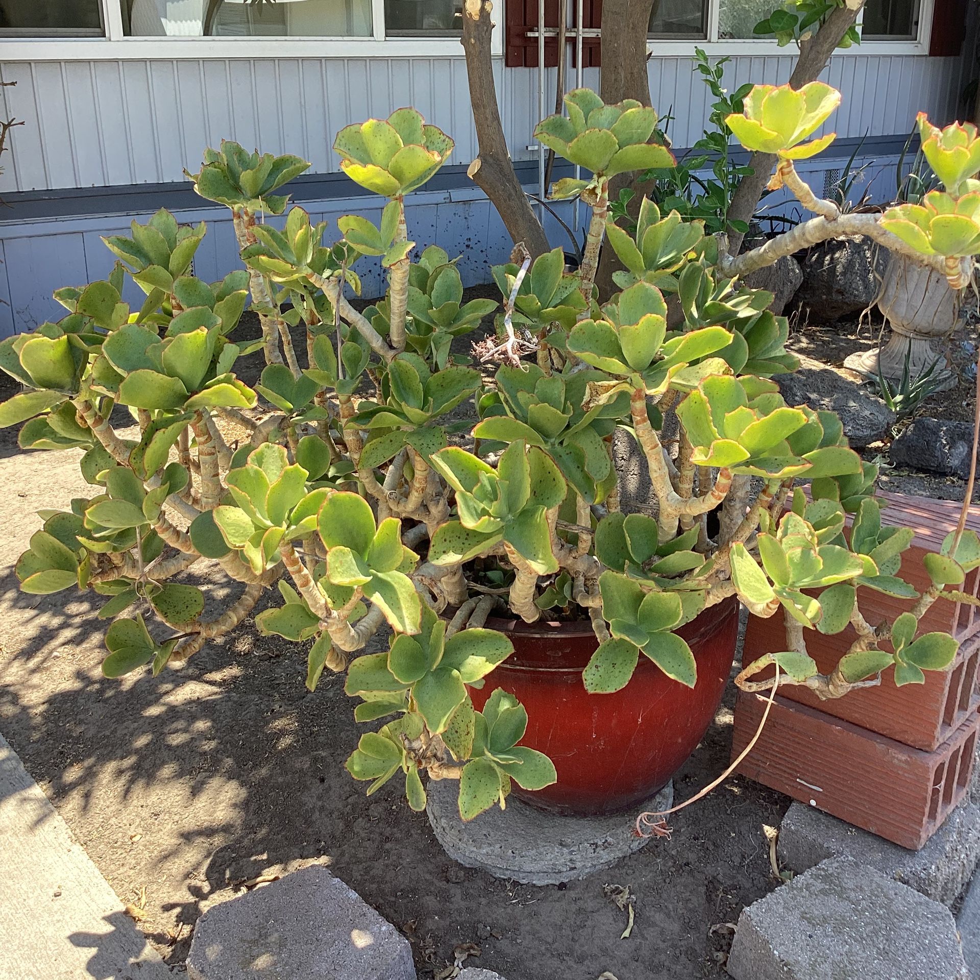 Big Pot Plant