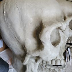 Brand New 28in Skeleton Heads Eyes Light Up 400.00 For Both Cash Only  Ty No Rude Comments Thanks 