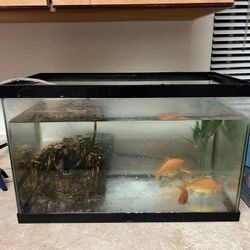 Fish Tank- 
