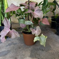 Syngonium Plants 