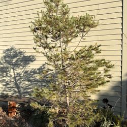 Pine Tree ~6 Ft Tall