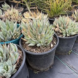 Aloe Brevifolia Succulent Plant Short Leafed Aloe