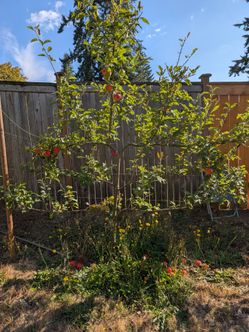 Espalier apple and pear trees