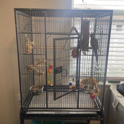 Bird Cage 