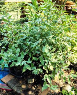 1 Gallon 2 Year Old Varigated Dogwood Shrubs