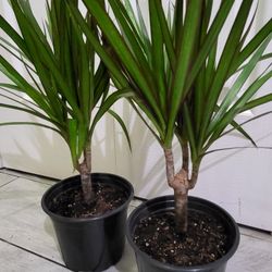 🌿Healthy Live Air Purifying Houseplant Dracaena 20"Tall In Pot 5" ~ Easy To Grow ~ $13/Ea 