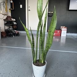 Snake Plant With Pot