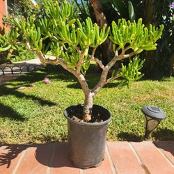 Jade Suculent Plant 