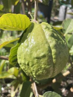 Thai Guava Tree  
