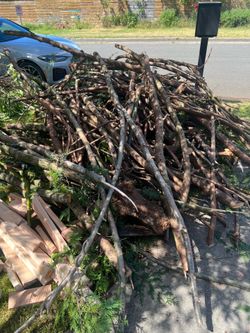 Free small cedar branches