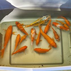 Koi Fish Lot of 15 Japanese Koi Fish Ornamental Pond Fish 3-7 Inches Butterfly & Standard Fin