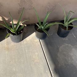 Aloe Vera - Savila