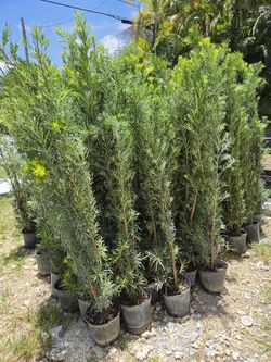 podocarpus 6 to 7 feet tall Instant Privacy Hedge For Fence Green Full Ready for planting  minimum qty 30+ $16