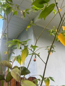 Jamaican strawberry tree