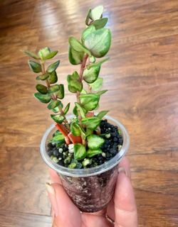 Hoya Chinghungensis Variegated