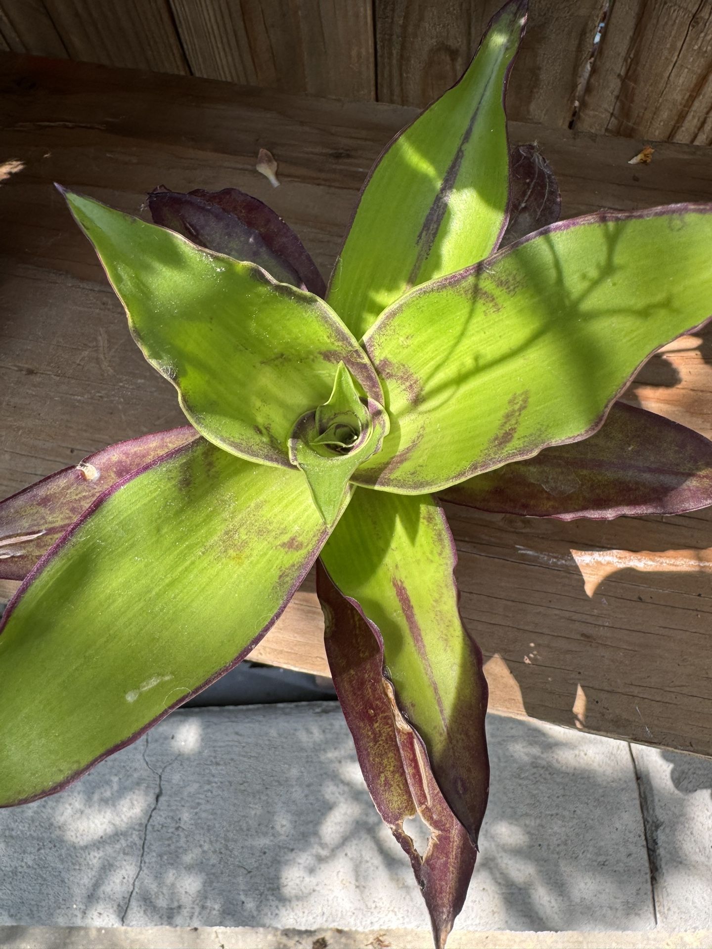 Tropical Basket Plant