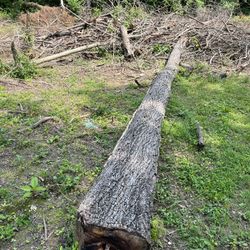 Eastern Black Walnut Tree
