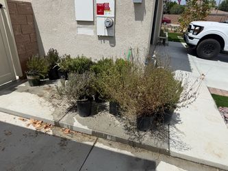 19 plants