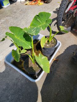 🌿 $5 POND plants - Beautiful Variegated Elephant Ear (Taro) Plant Starts! 🌿