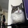 Cherie
