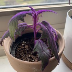 Purple Passion Plant