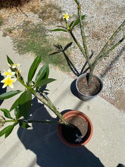Plumerias