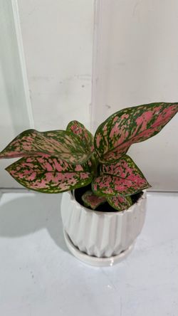 Aglaonema Lady Valentine