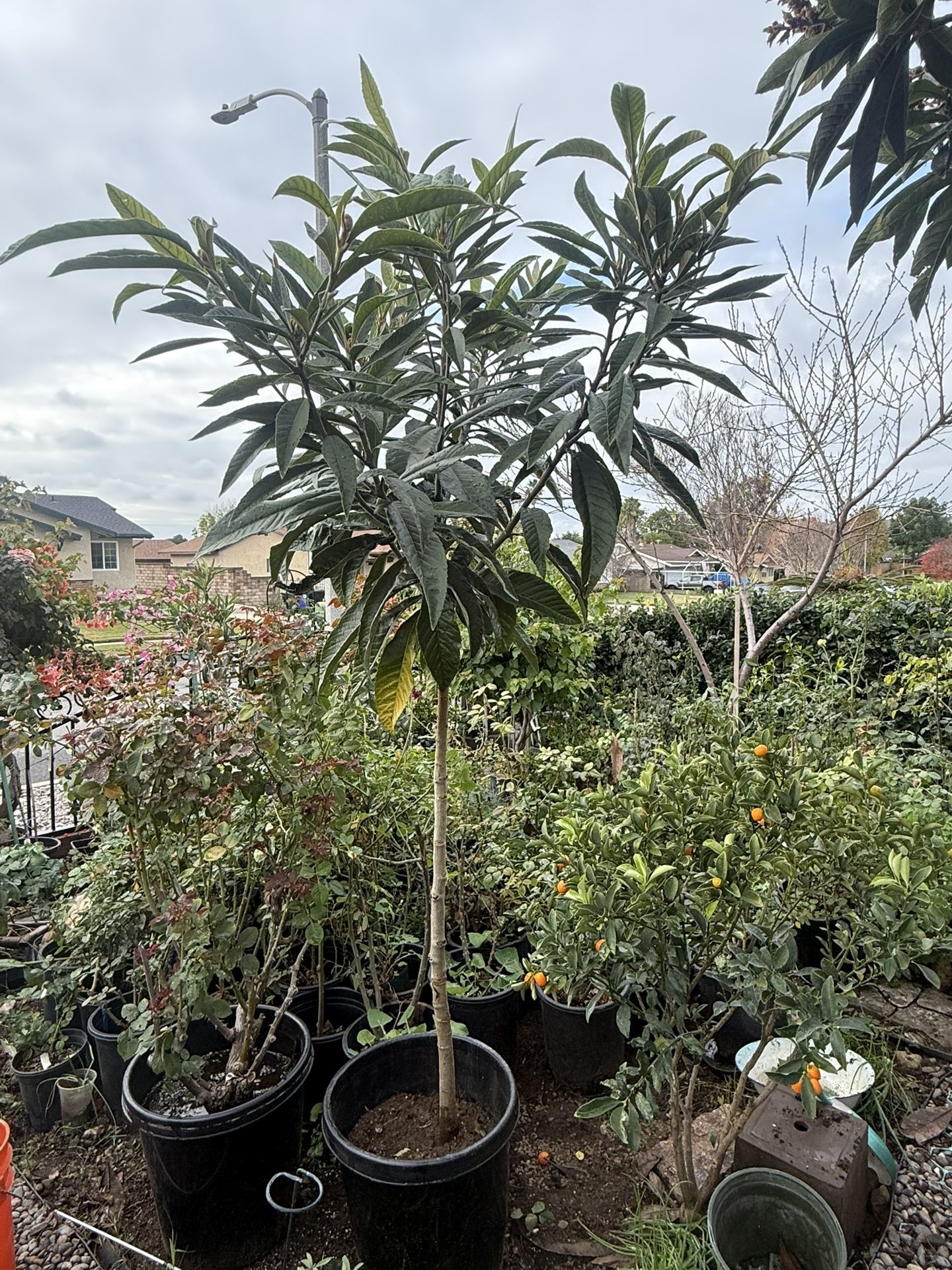 loquat tree
