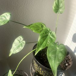 Very nice plant! Potted 