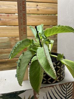 Plant Planta Mother Of Millions Thousands 