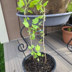 Gooseberry Plant